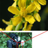 Olympus STF-8 Macro Flash